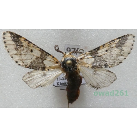 Furcula bicuspis (Borkhausen, 1790) male Poland97f